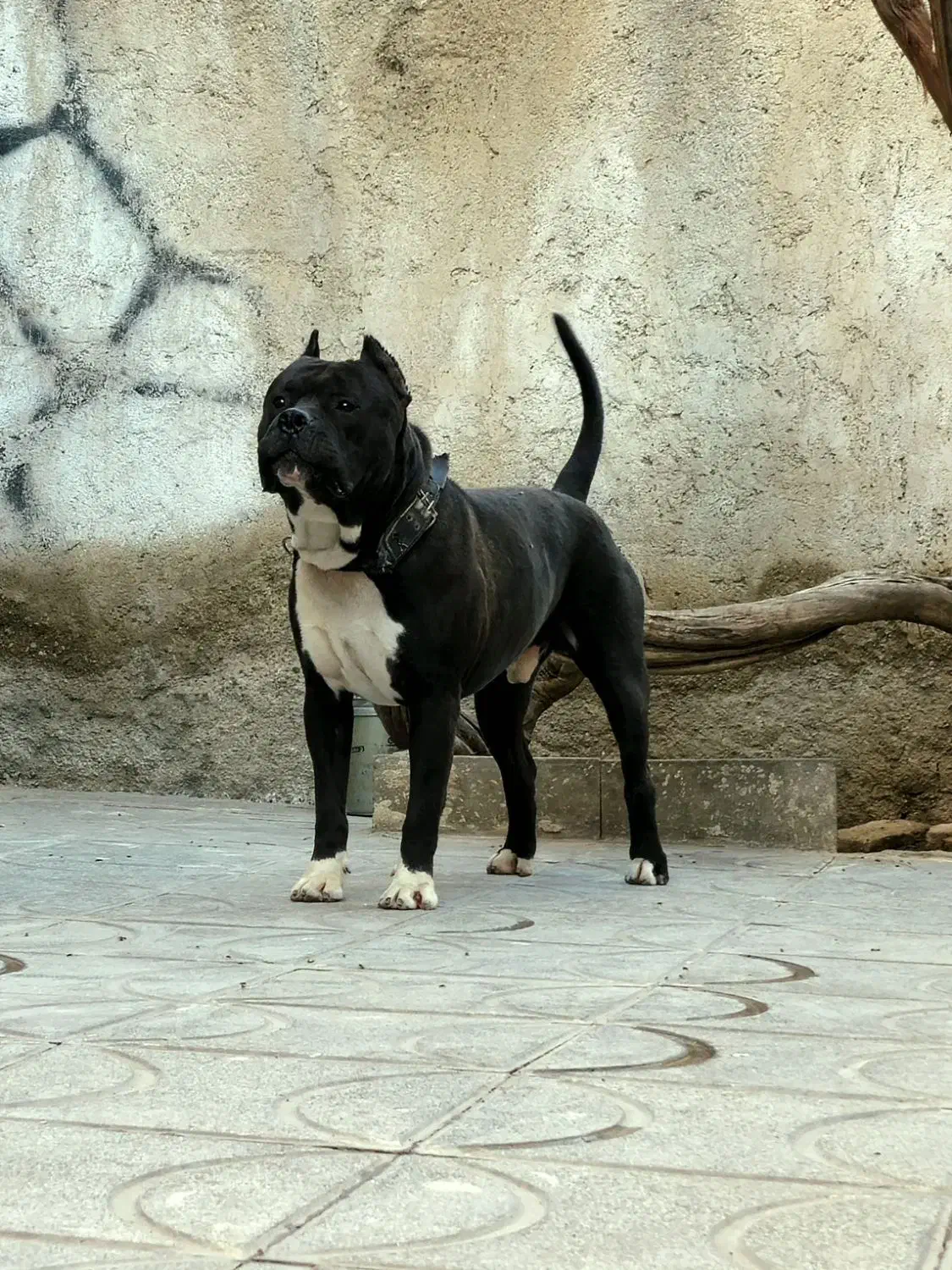 واگذاری سگ میکس داگو و امریکن بولی|سگ|پاکدشت, پاکدشت (مامازند)|دیوار