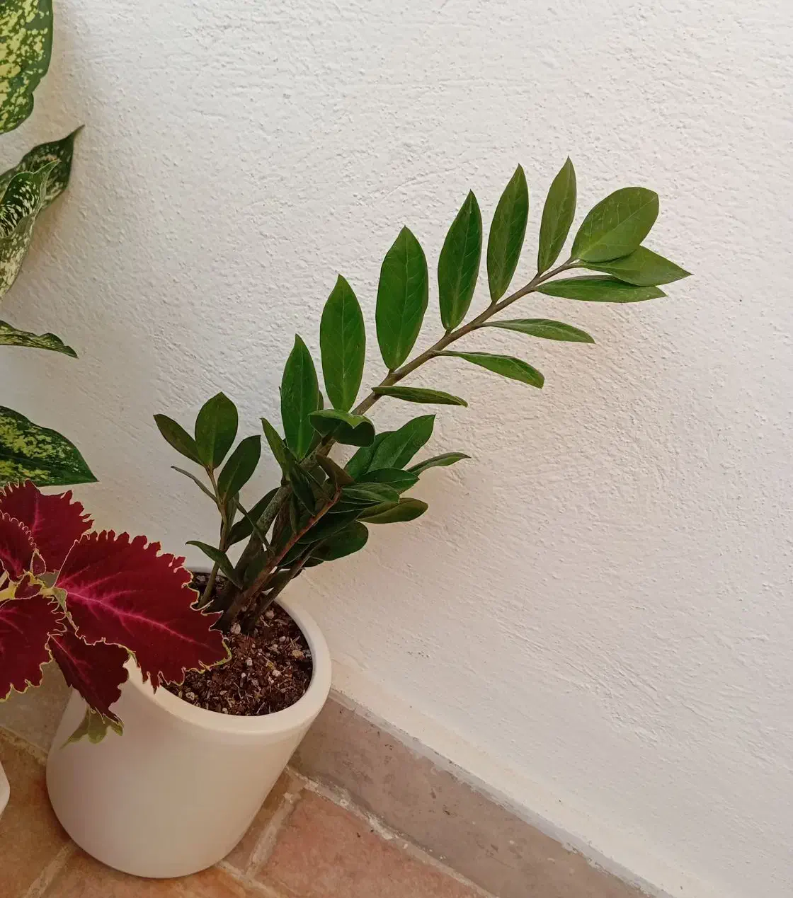 گل طبیعی با گلدان سرامیکی|گل و گیاه طبیعی|زنجان, |دیوار