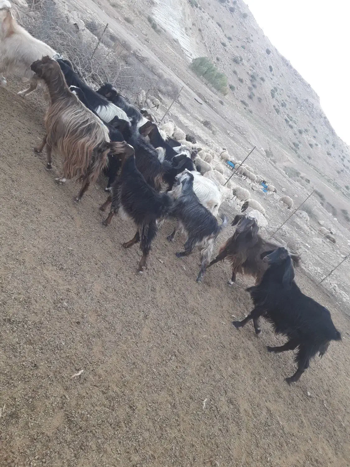 بز وبزغاله|حیوانات مزرعه|دره شهر, |دیوار