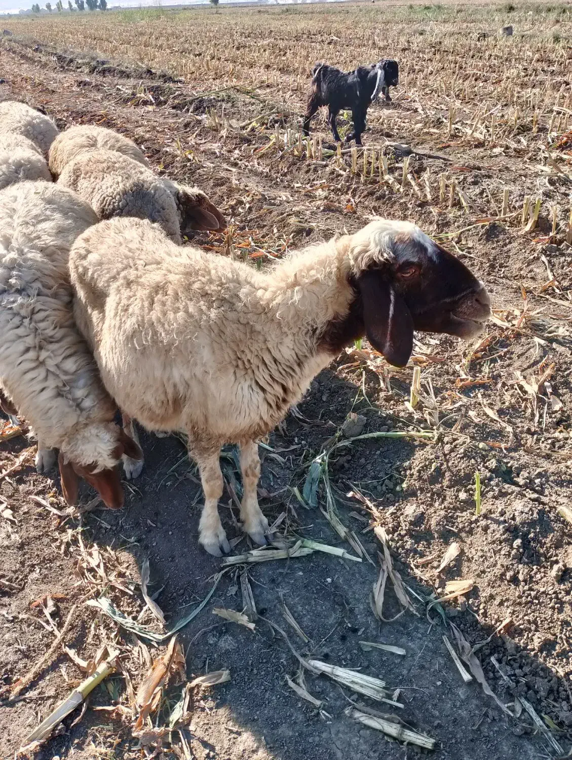 میش سنجابی چپر|حیوانات مزرعه|دشت ذهاب, |دیوار
