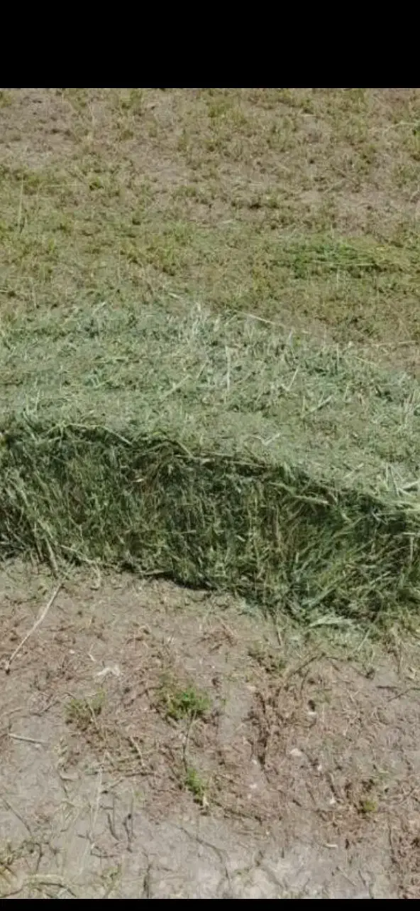 یونجه|لوازم جانبی حیوانات|رومشکان, |دیوار