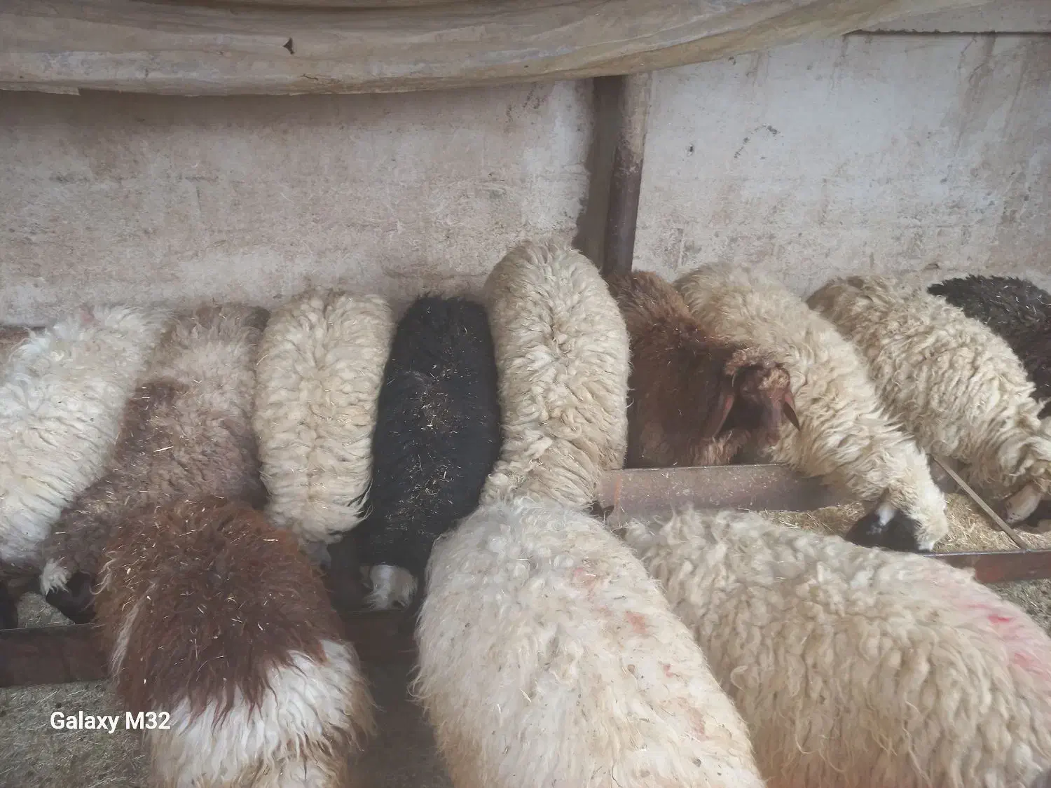 14راس بره|حیوانات مزرعه|حمیل, |دیوار