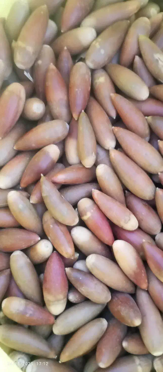 بلوط تازه ارگانیک شیرین ‌پاک کیلویی 8خریدارم|لوازم جانبی حیوانات|شیراز, دانشگاه شیراز|دیوار