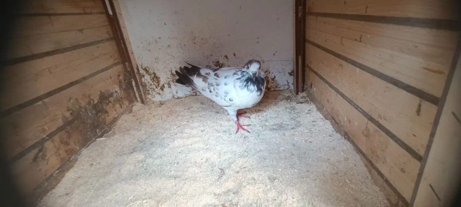 کبوتر جوان|پرنده|رشت, شهرک احمد خمینی|دیوار