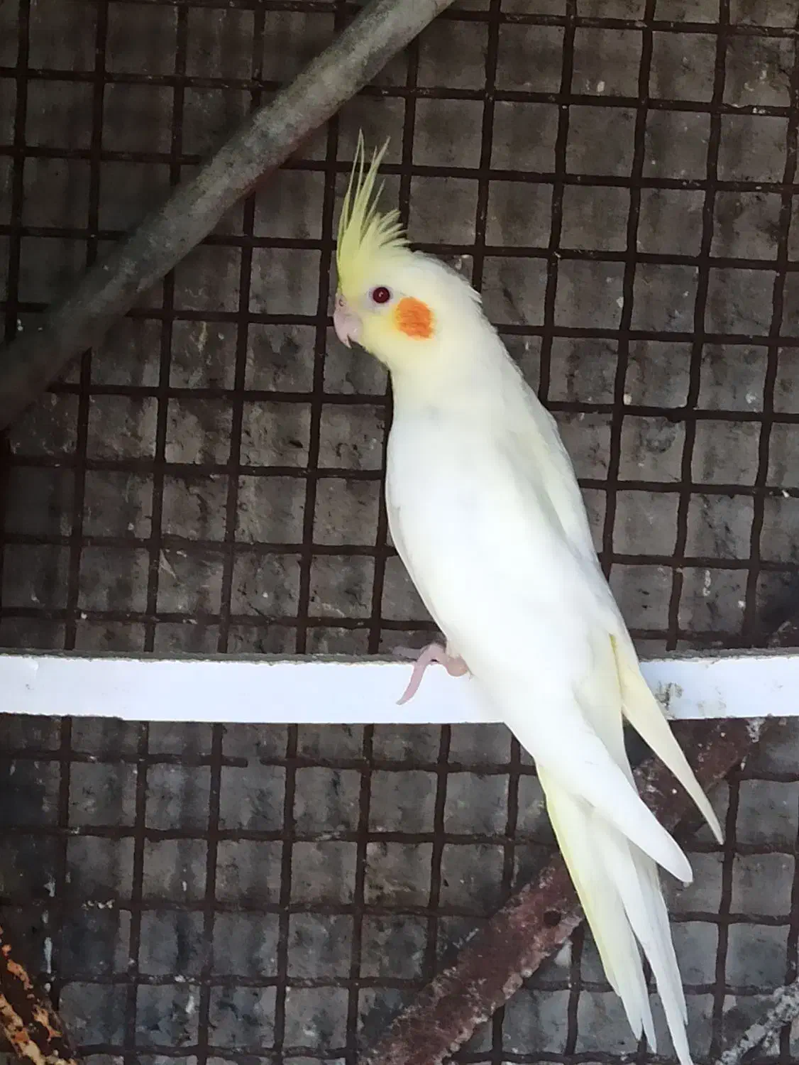 عروس هلندی|پرنده|بندرعباس, |دیوار