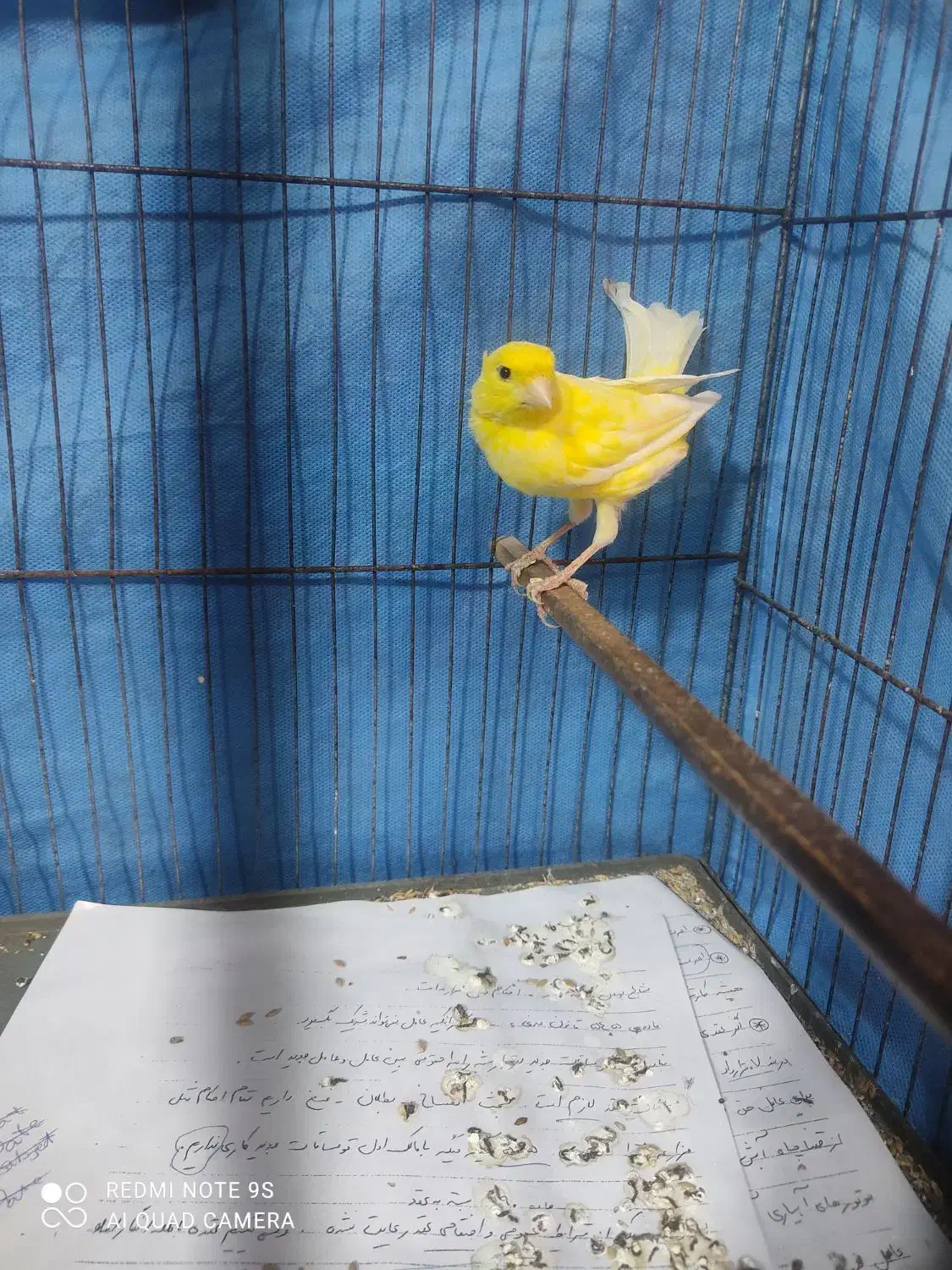 قناری نر آماده  تک رنگ خوش رنگ آماده برای فروش|پرنده|رشت, منظریه|دیوار