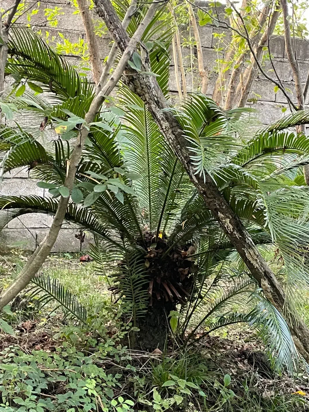 سیکاس|گل و گیاه طبیعی|شهریار, شهریار|دیوار