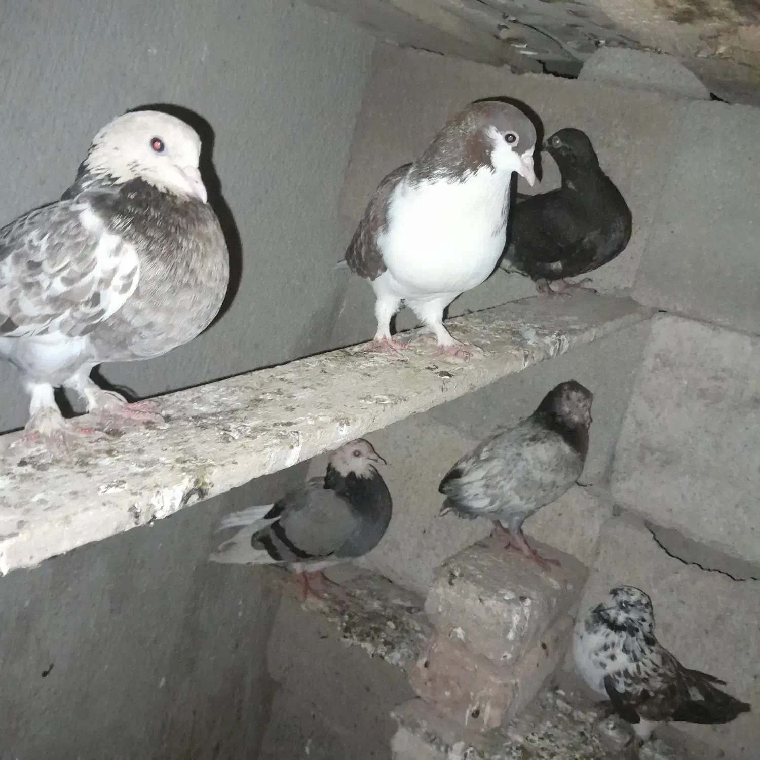 کفترها|فعالیت داوطلبانه تحقیقاتی|آق قلا, |دیوار