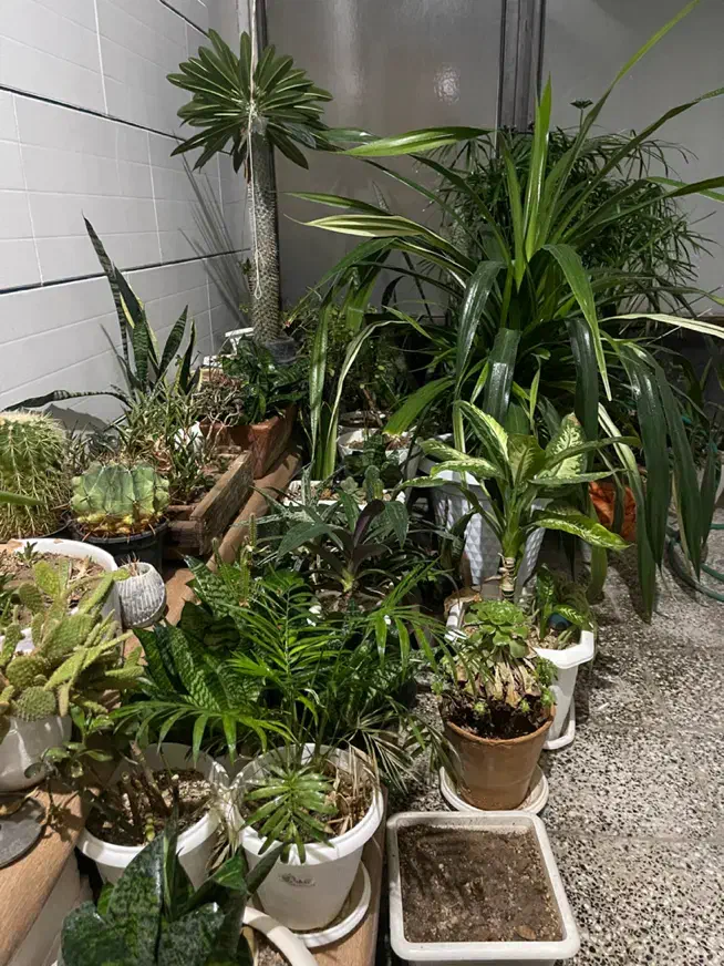 گل وگیاه|گل و گیاه طبیعی|لنجان, |دیوار