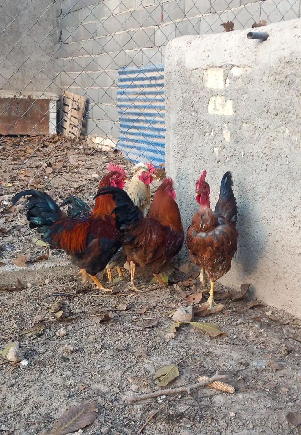 خروس|حیوانات مزرعه|الوند, |دیوار