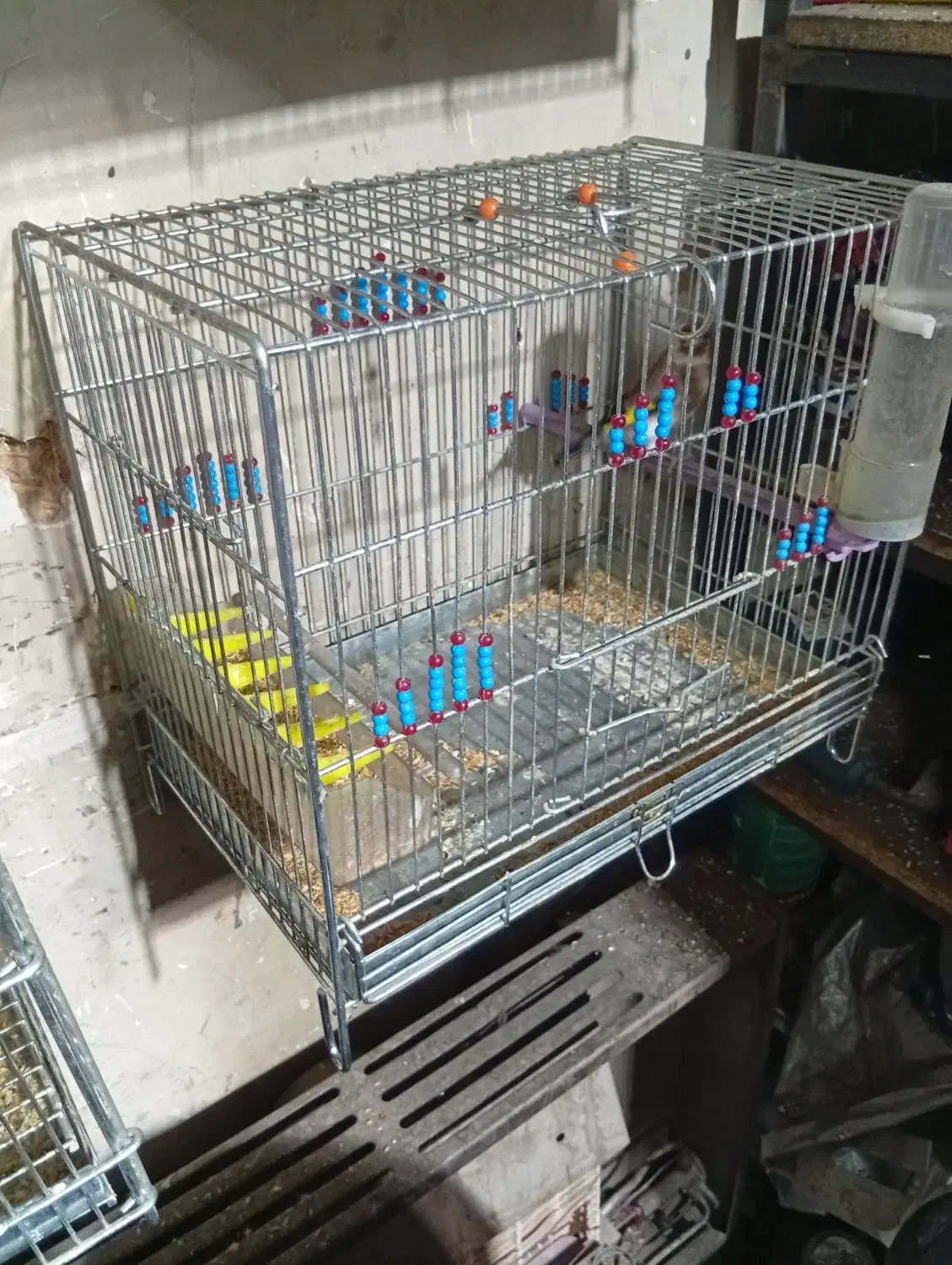 سهر رسمی|پرنده|شهرضا, |دیوار