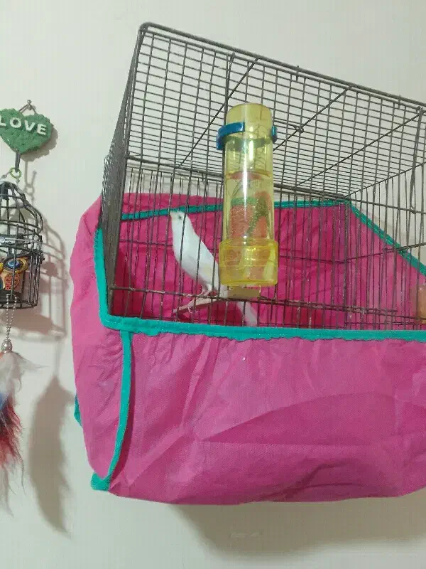 قناری آماده|پرنده|بشاریات, |دیوار