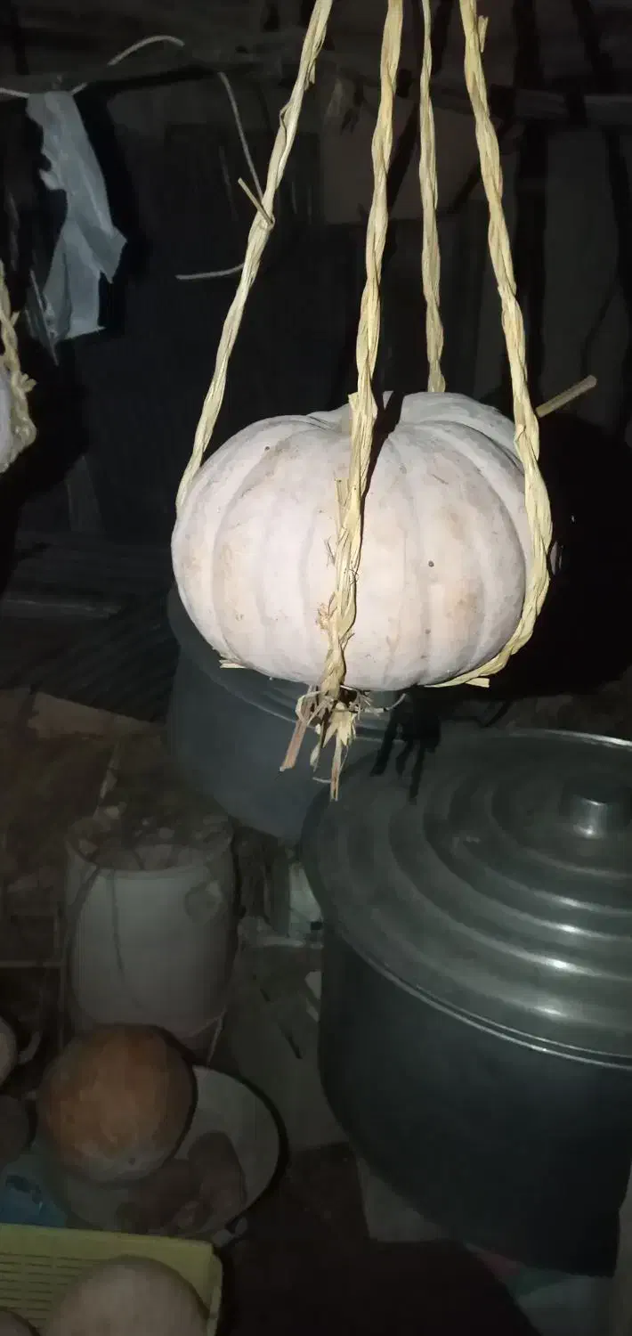 کدو کامل شیرین وارگانیک|خوردنی و آشامیدنی|رشت, آزادگان|دیوار