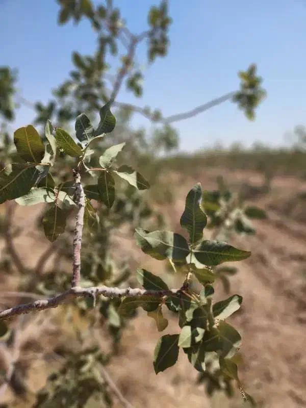 زمین باغی شاهین شهر ۱۰۰۰متری اقساط ۲ساله|فروش زمین و ملک کلنگی|شاهین‌شهر, خانه کارگر|دیوار