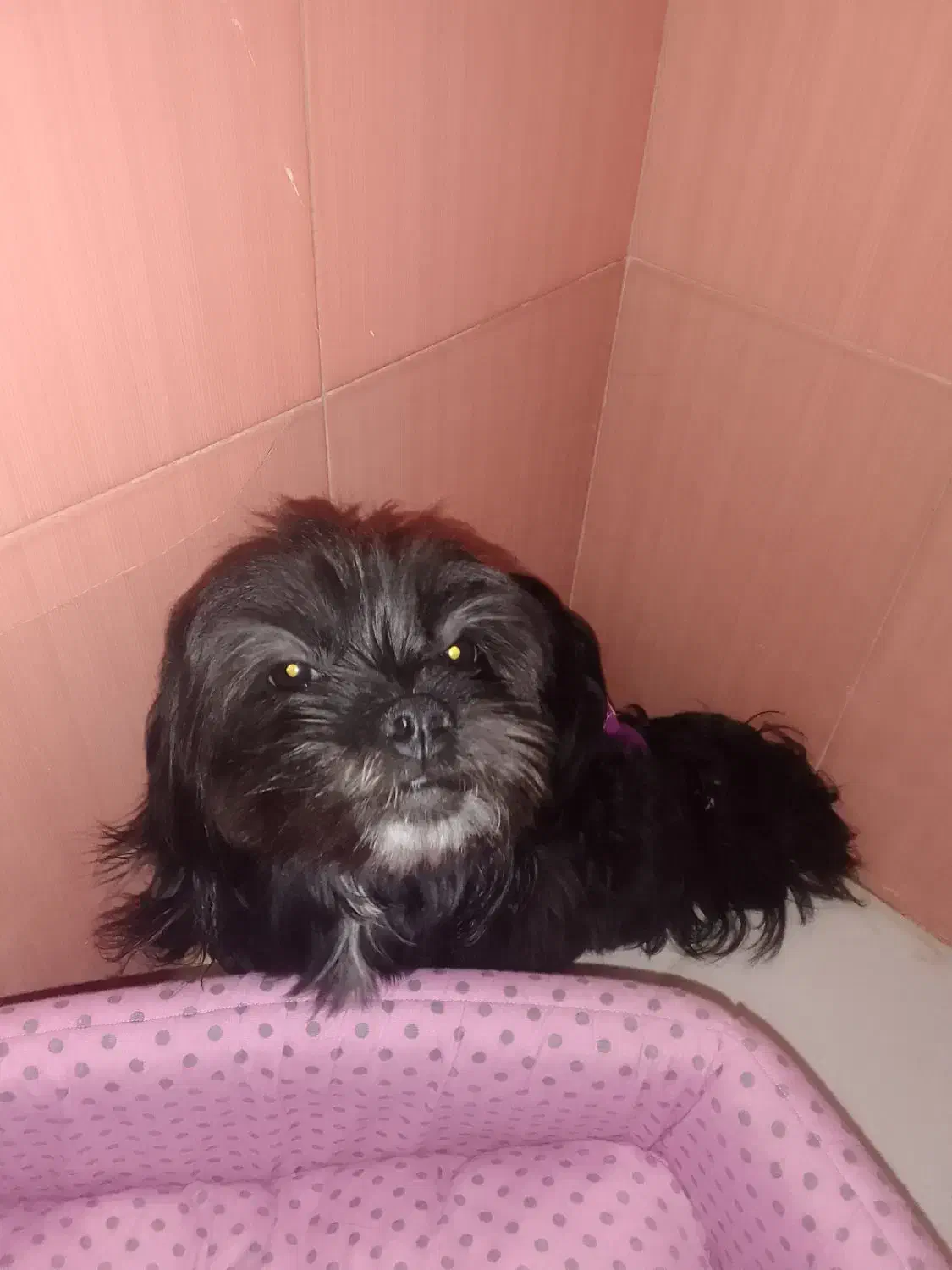 سگ خونگی|سگ|اسلام‌شهر, شهرک قائمیه|دیوار