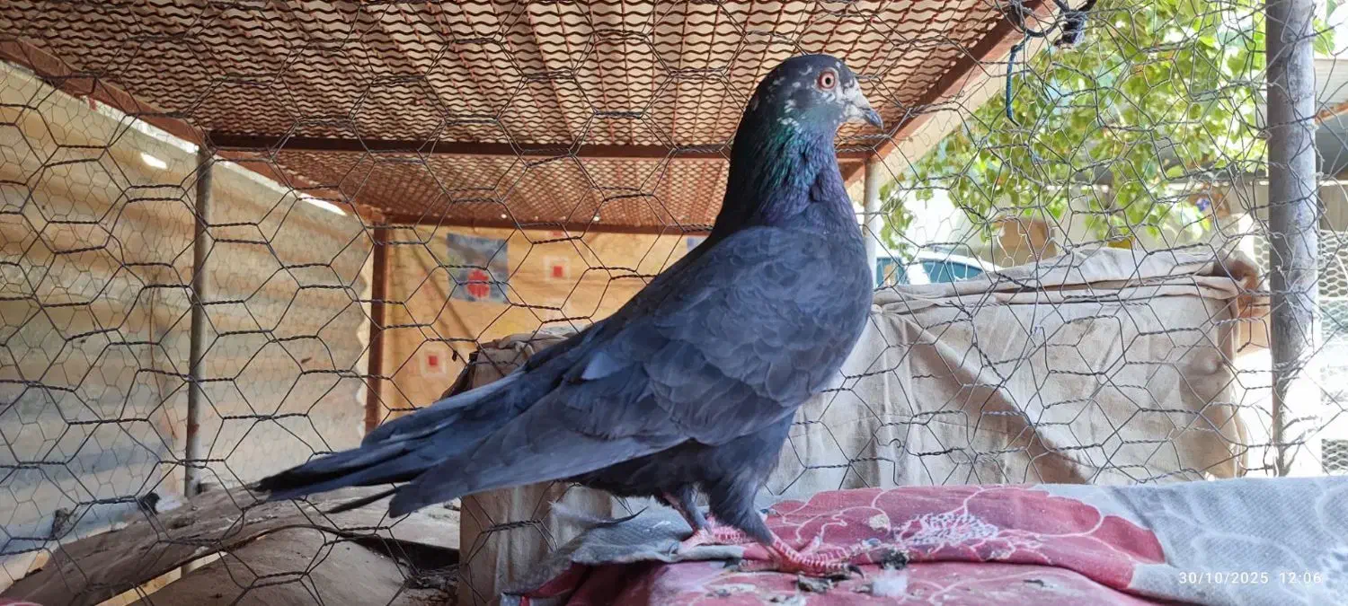 کبوترا|پرنده|جیرفت, |دیوار