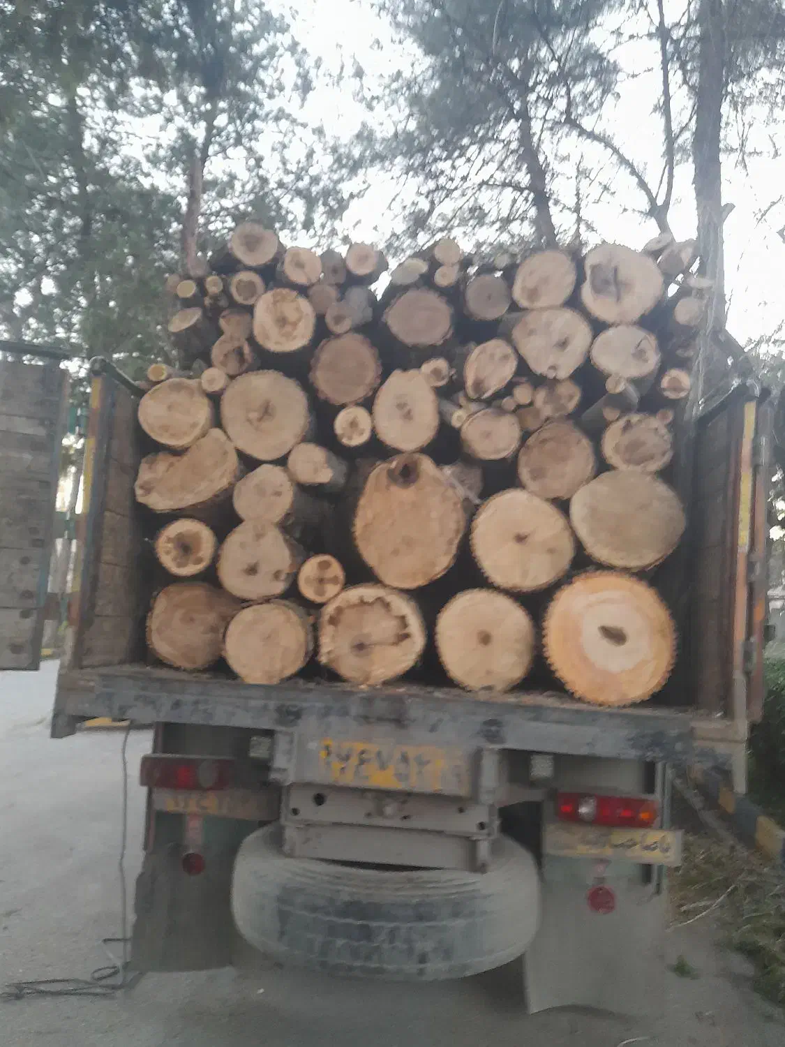 باغبانی درختکاری|خدمات باغبانی و درختکاری|کامیاران, |دیوار