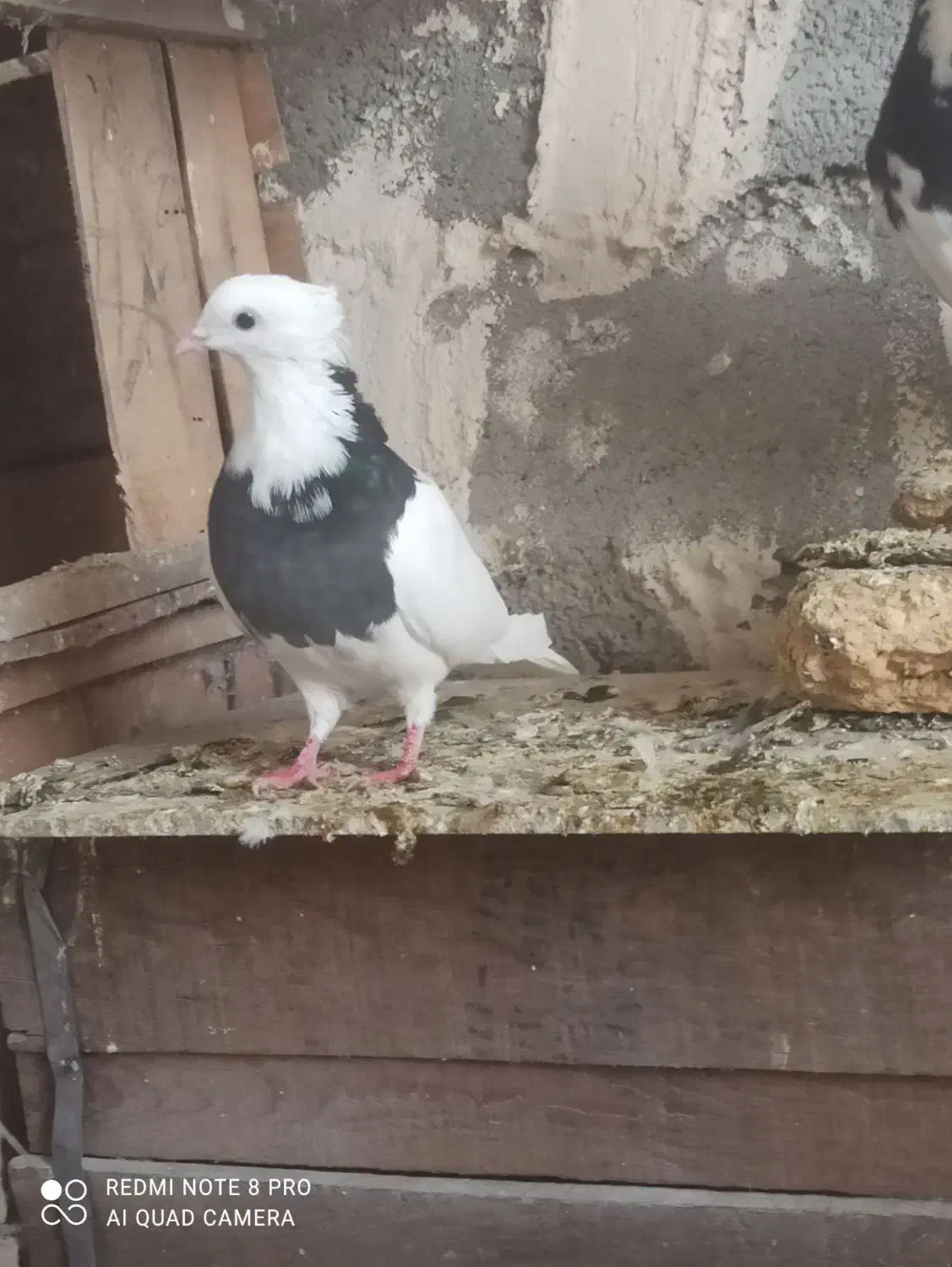 ماده|پرنده|تیکمه داش, |دیوار