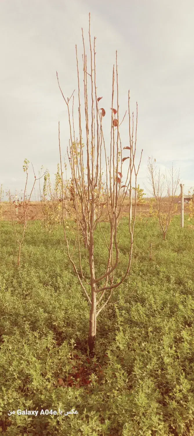 نهال و درختان ۷ساله با ریشه های زیاد وگیرایی واقعی|خدمات باغبانی و درختکاری|شیراز, درکی|دیوار