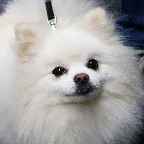 پت شاپ دکتر مصدق|لوازم جانبی حیوانات|گلبهار, شهر جدید گلبهار|دیوار