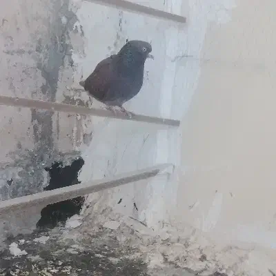 سرخ نر|پرنده|پرند, فاز ۶|دیوار