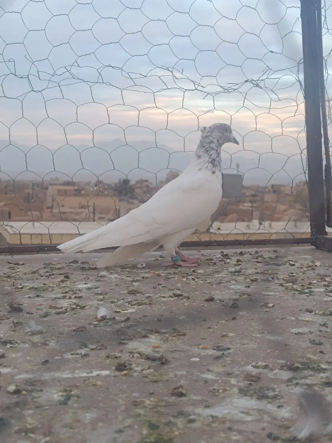 کفتر کشتنی|حیوانات|یزد, |دیوار