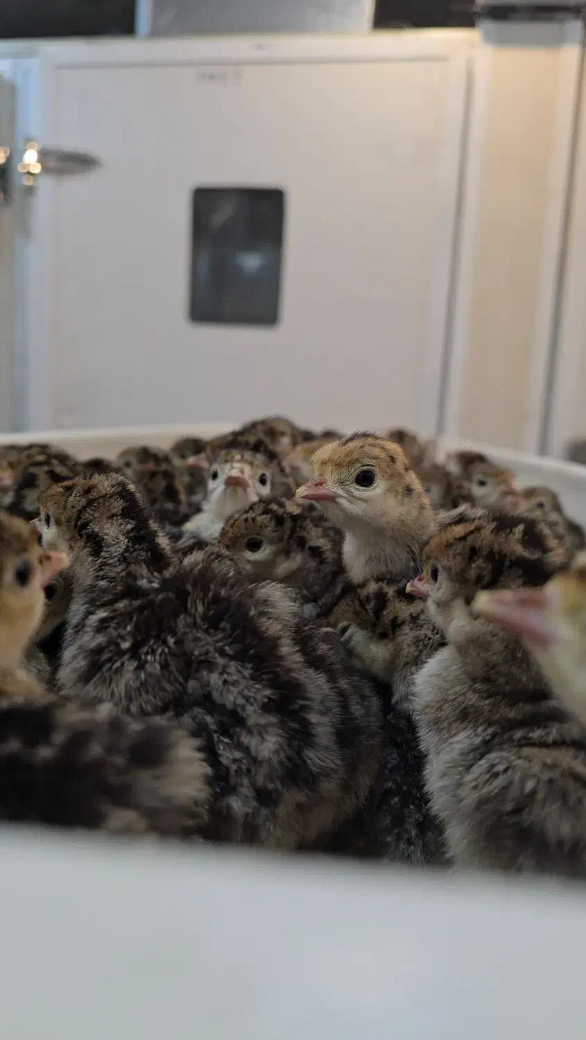 جوجه یکروزه و سی روزه بوقلمون|حیوانات مزرعه|ورامین, ورامین|دیوار