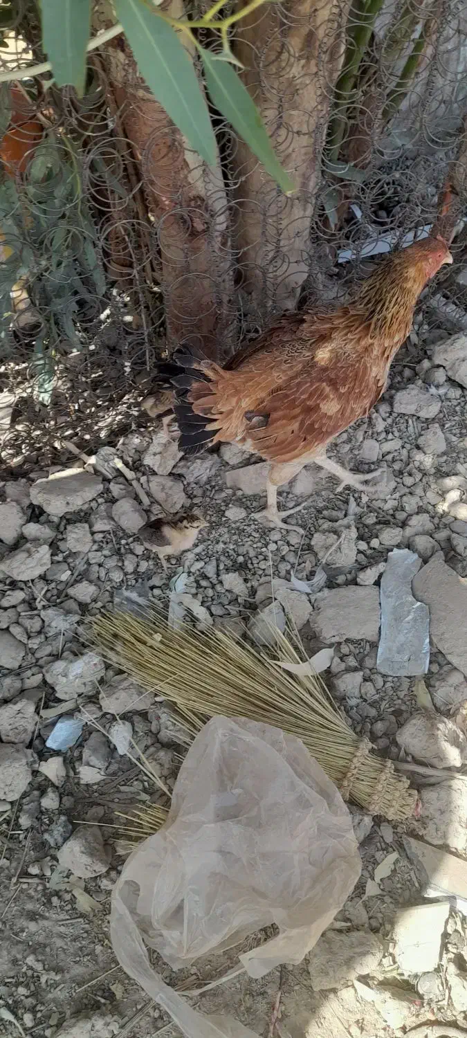 مرغباجوجه|حیوانات مزرعه|زهک, |دیوار