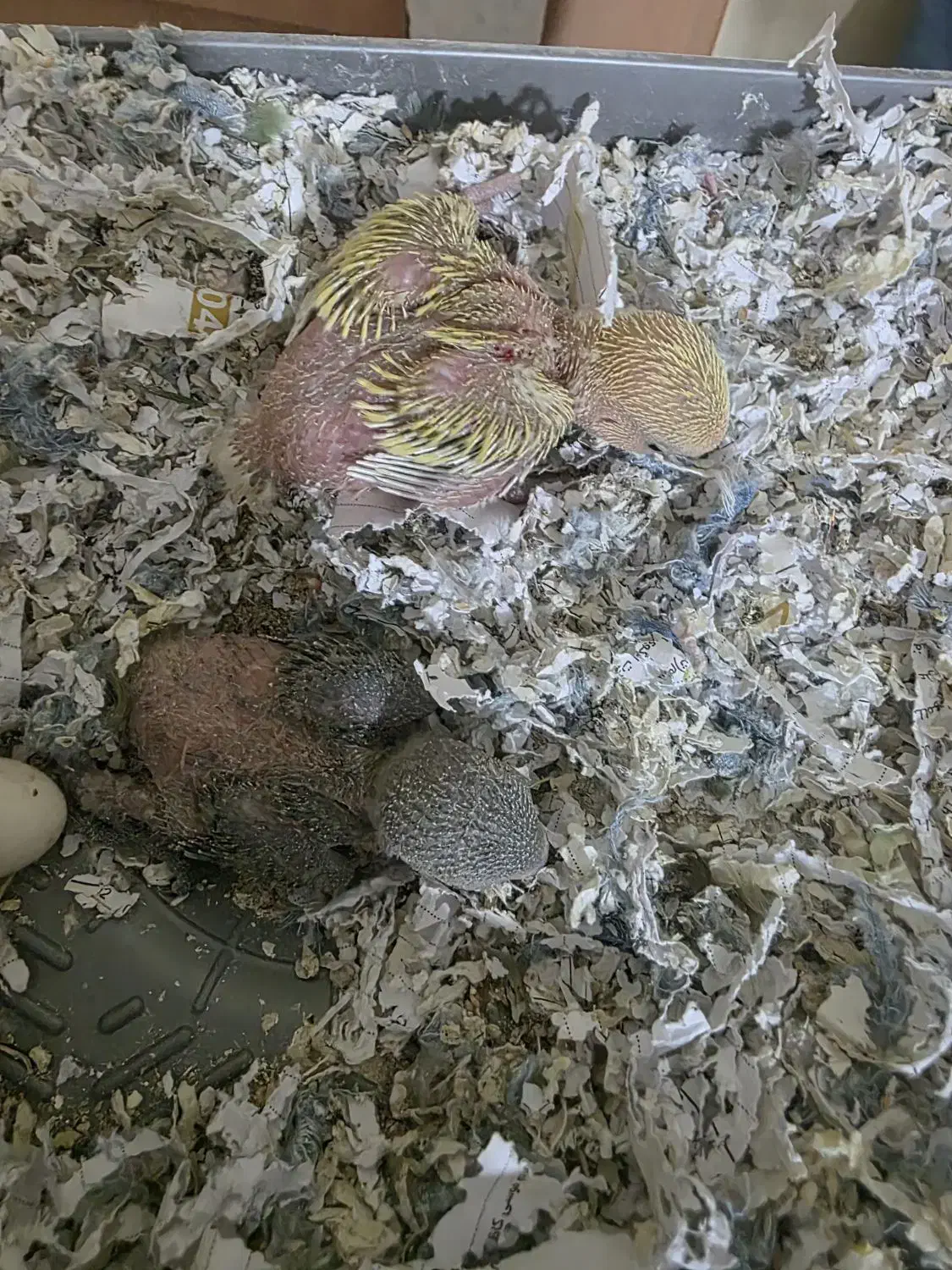 جوجه برزیلی 20روزه، مقطوع،معاوضه خیر|پرنده|شیراز, سینما سعدی|دیوار