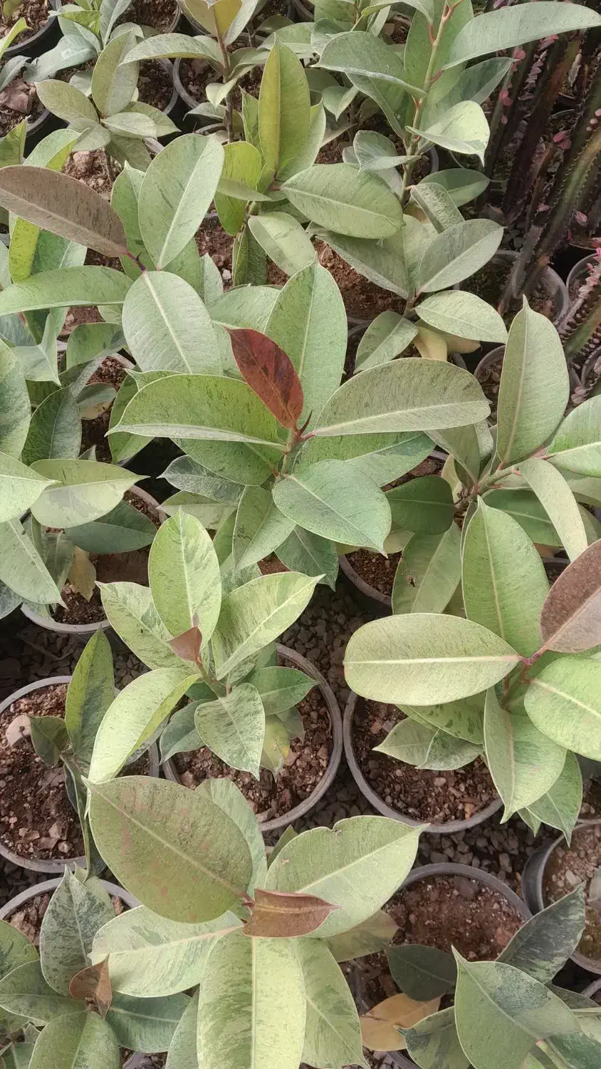 گل فیکوس|گل و گیاه طبیعی|محلات, |دیوار