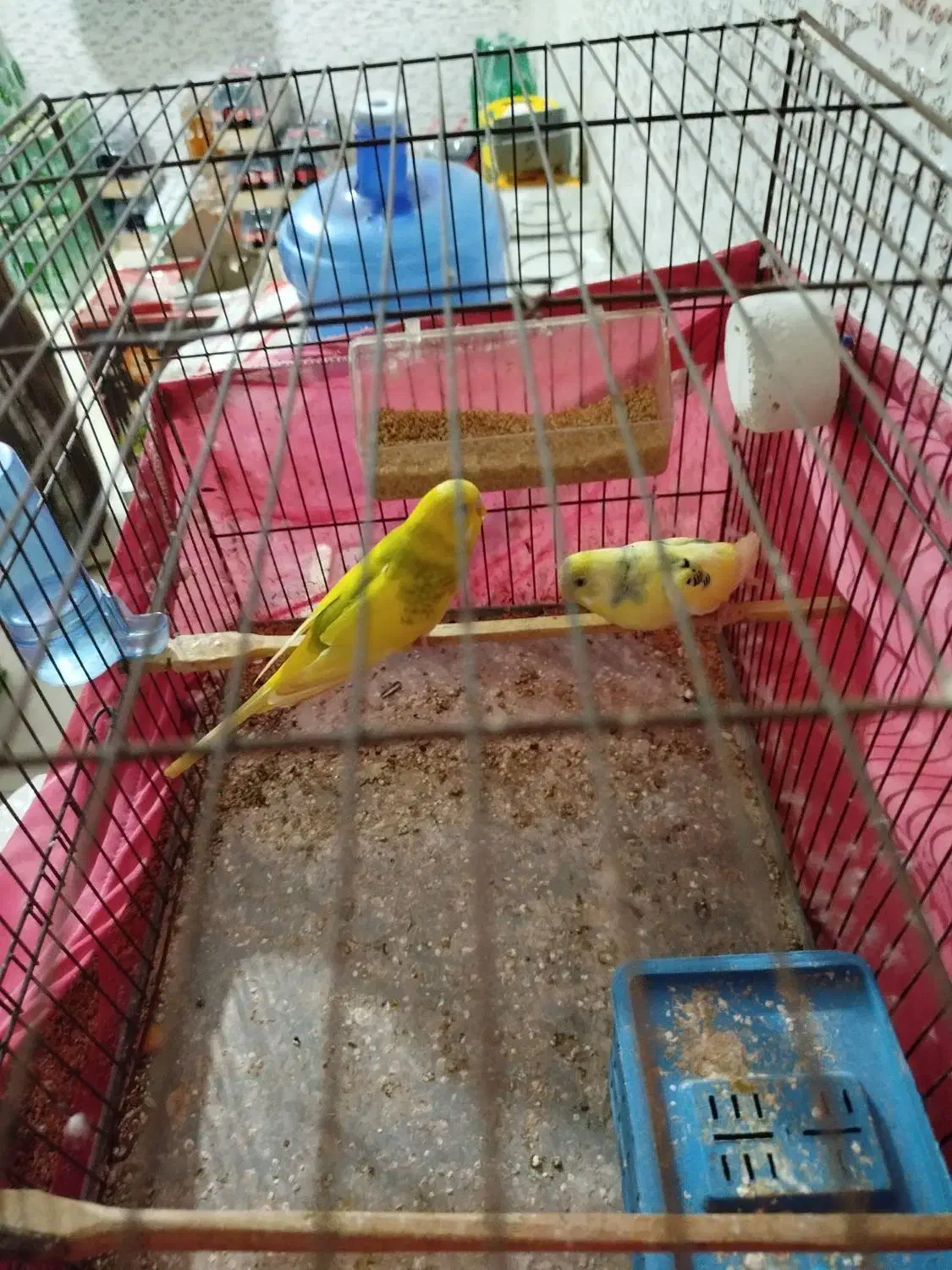 جفت مرغ عشق مولد|پرنده|بندرعباس, |دیوار