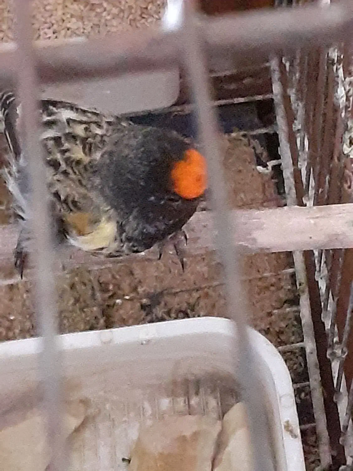 گلبسر قناری|پرنده|بروجرد, |دیوار