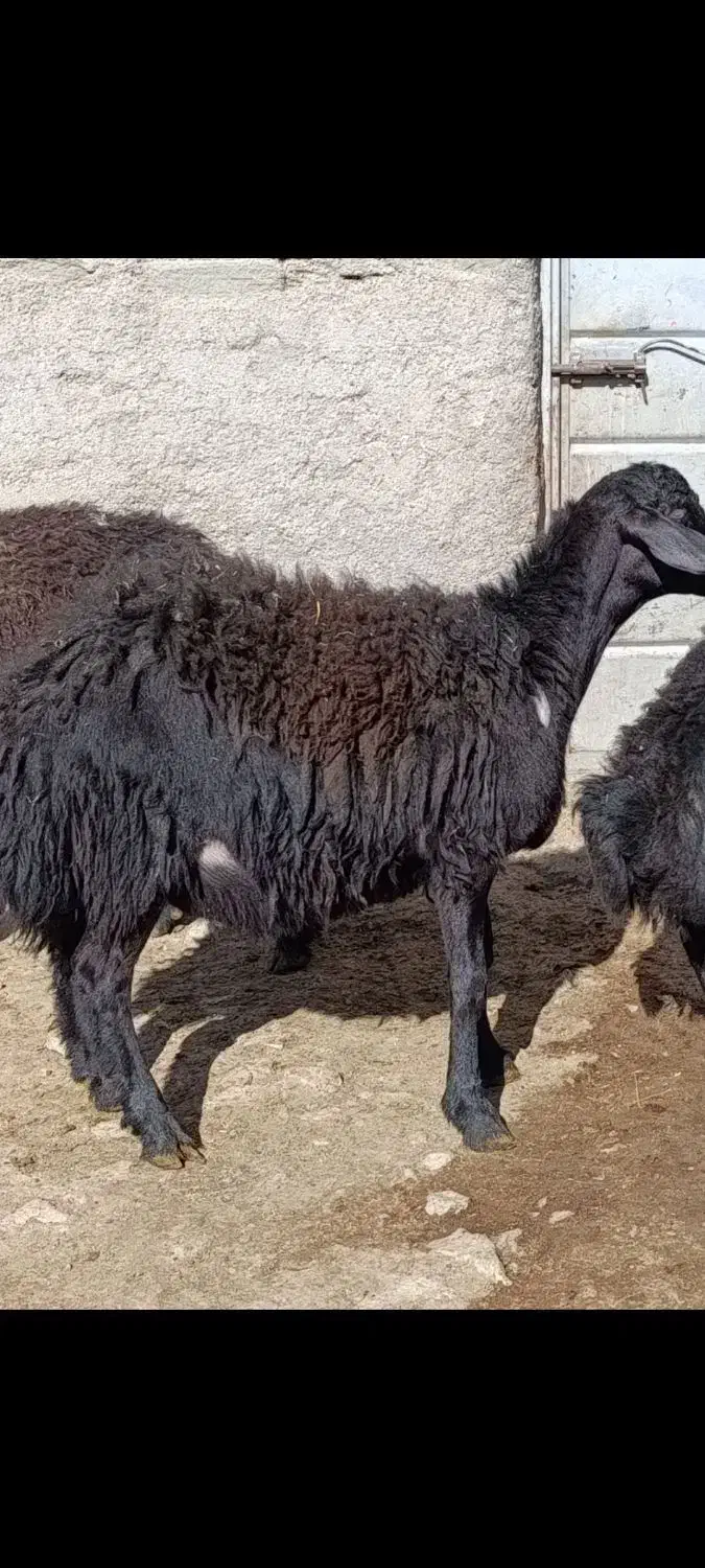 بره قره قزل|حیوانات مزرعه|قره پشتلو, |دیوار