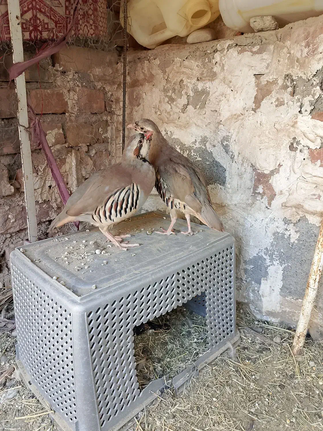 اسباب بازی بچه مرغ|اسباب‌بازی بچه|ایرانشهر, |دیوار