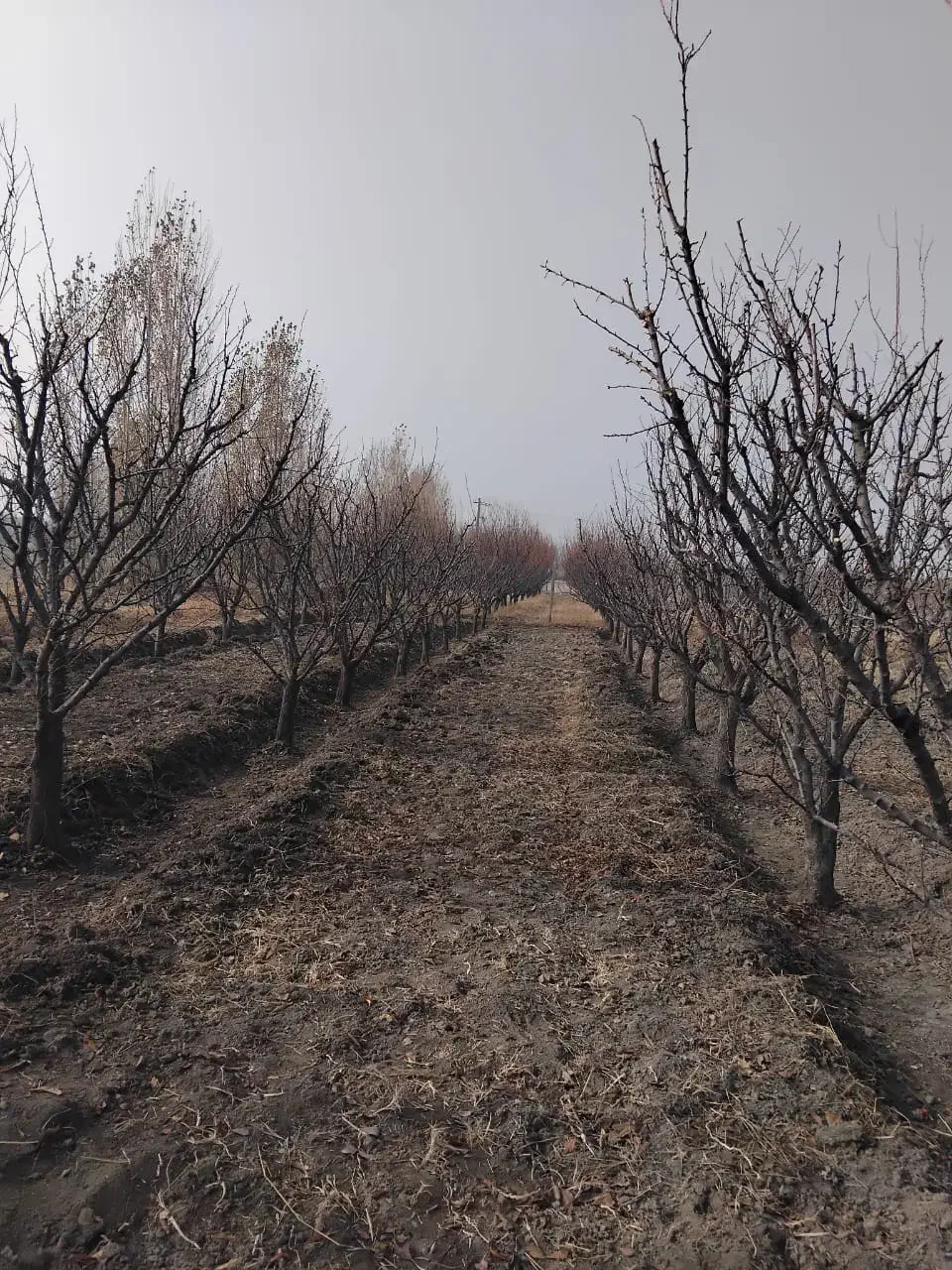 باغچه ۱۰۰۰ متری در سوپورغان|فروش دفتر صنعتی، کشاورزی، تجاری|ارومیه, |دیوار