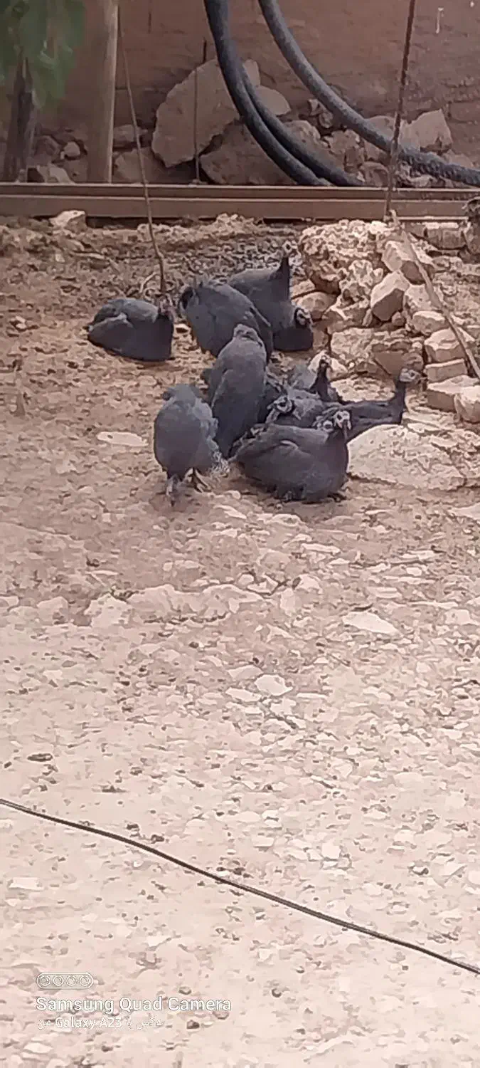 فروش مرغ شاخدار|حیوانات مزرعه|گوآور, |دیوار