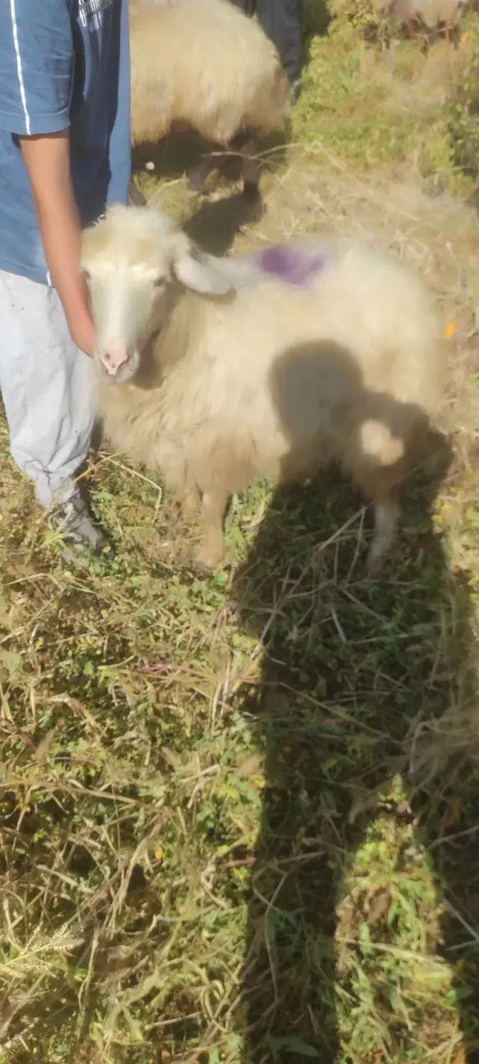 گوسفند|حیوانات مزرعه|صومای برادوست, |دیوار