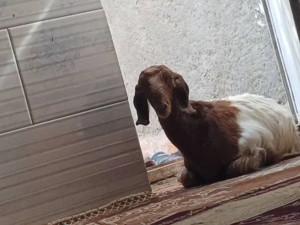 گتاچ محلی|حیوانات مزرعه|سراوان, |دیوار