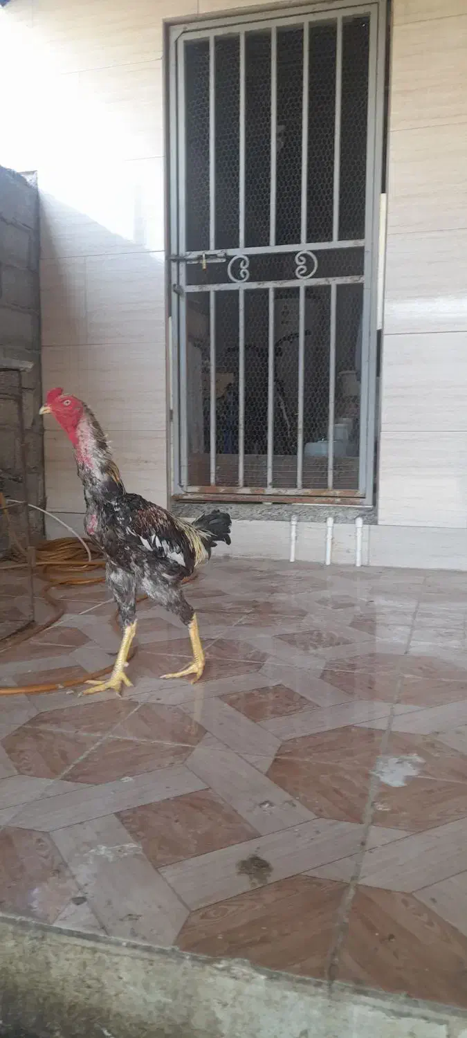 مرغ خروس لاری|حیوانات مزرعه|گمیشان, |دیوار