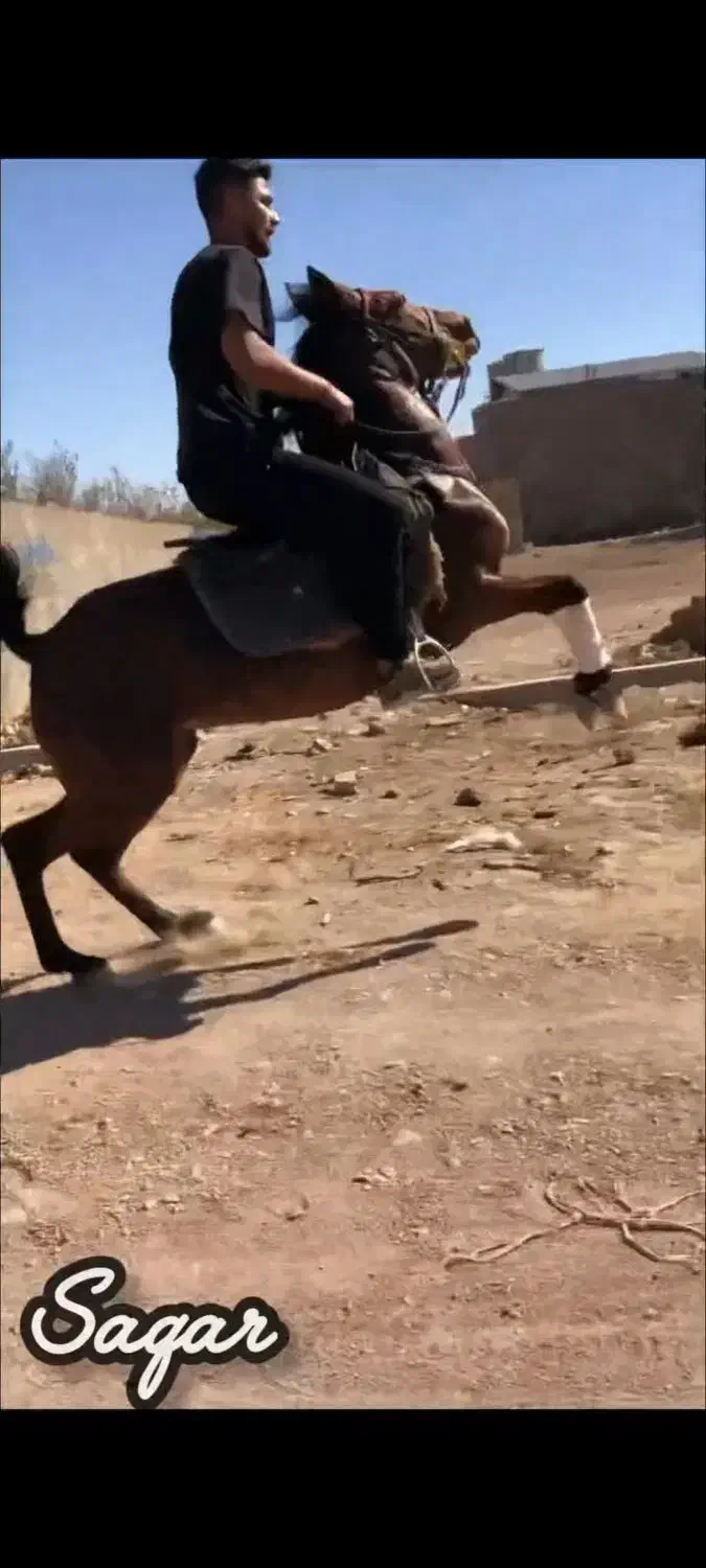 اسب|اسب و تجهیزات اسب‌سواری|بوئین زهرا, |دیوار