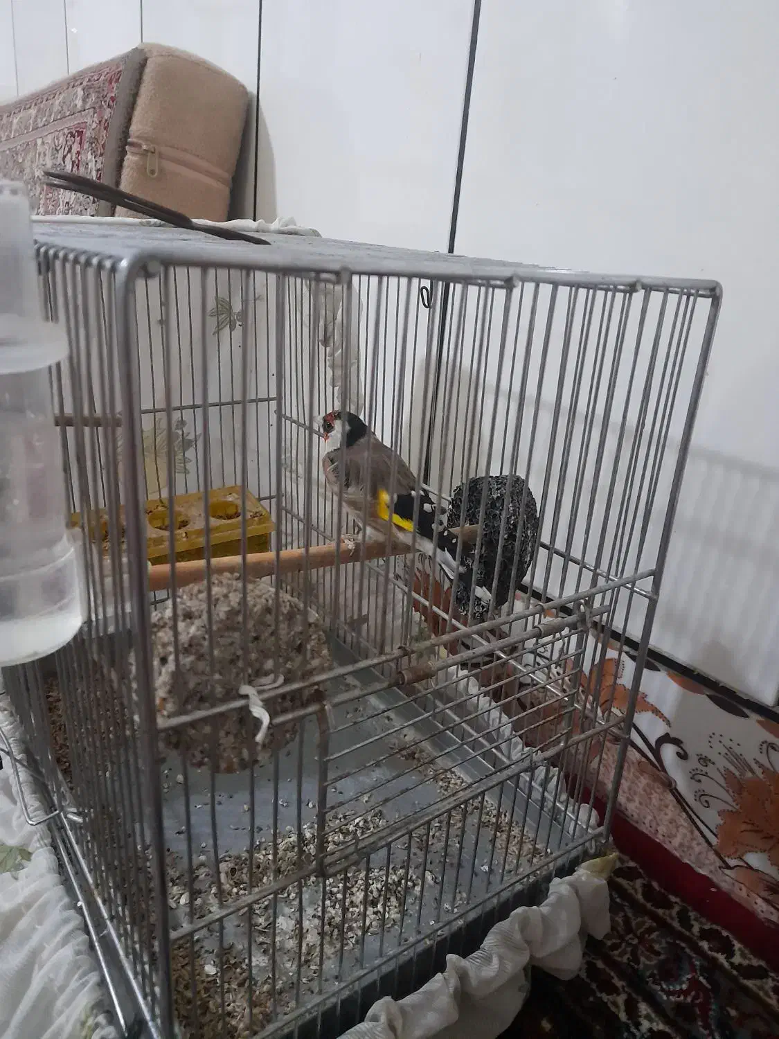 سیره نرشیرین خان|پرنده|اسدآباد, |دیوار