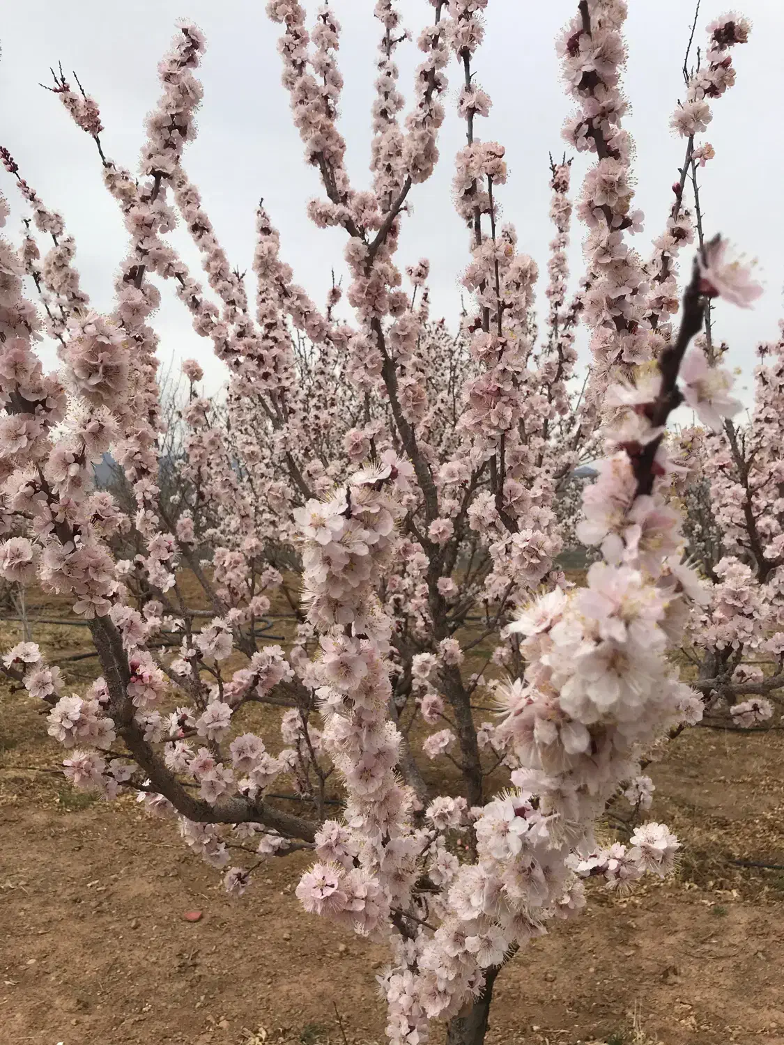 فروش باغ و زمین کشاورزی سند تک برگ|فروش زمین و ملک کلنگی|دهاقان, |دیوار