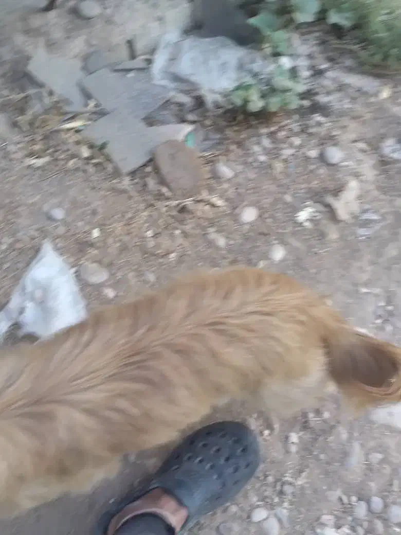 سگ امانت گم شده|سگ|دزفول, |دیوار