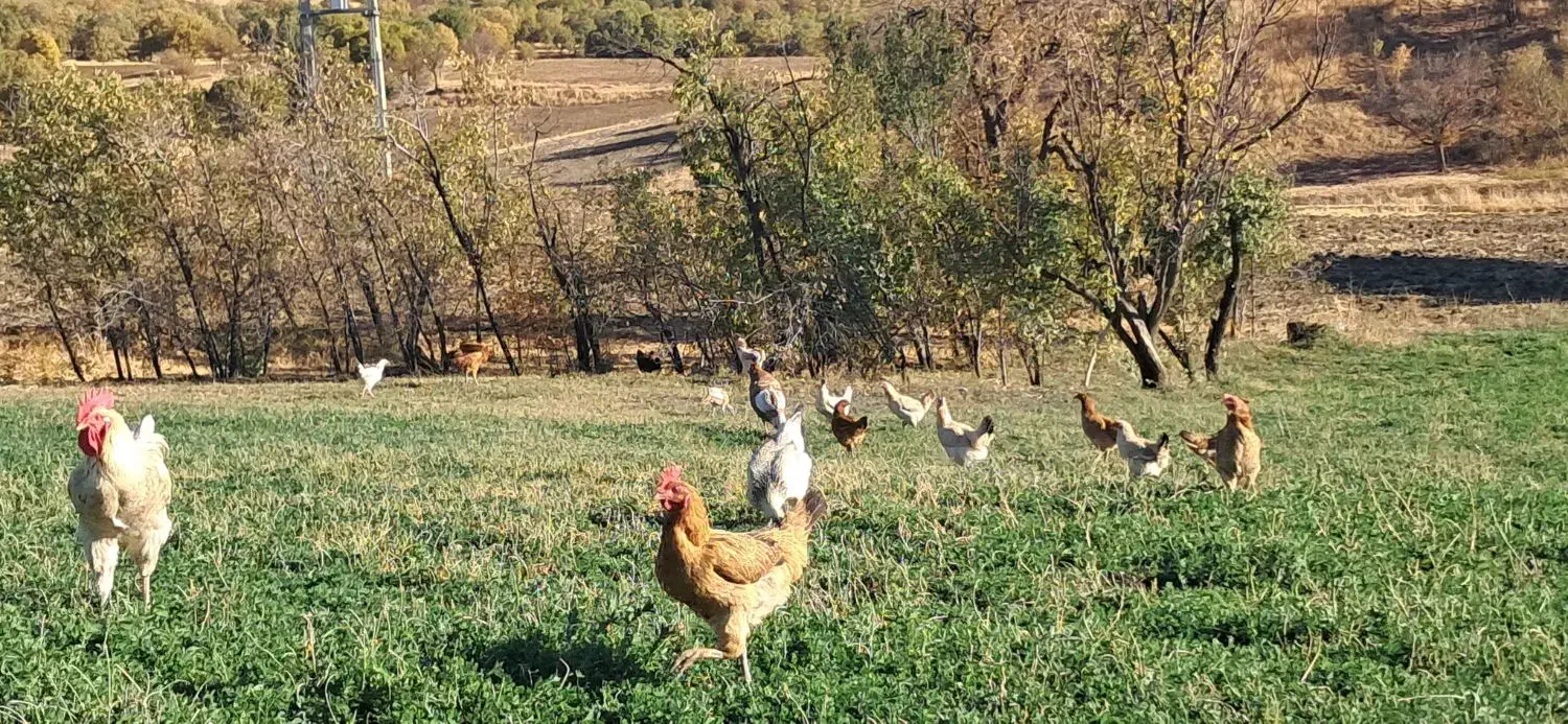 مرغ و خروس محلی|حیوانات مزرعه|بانه, |دیوار