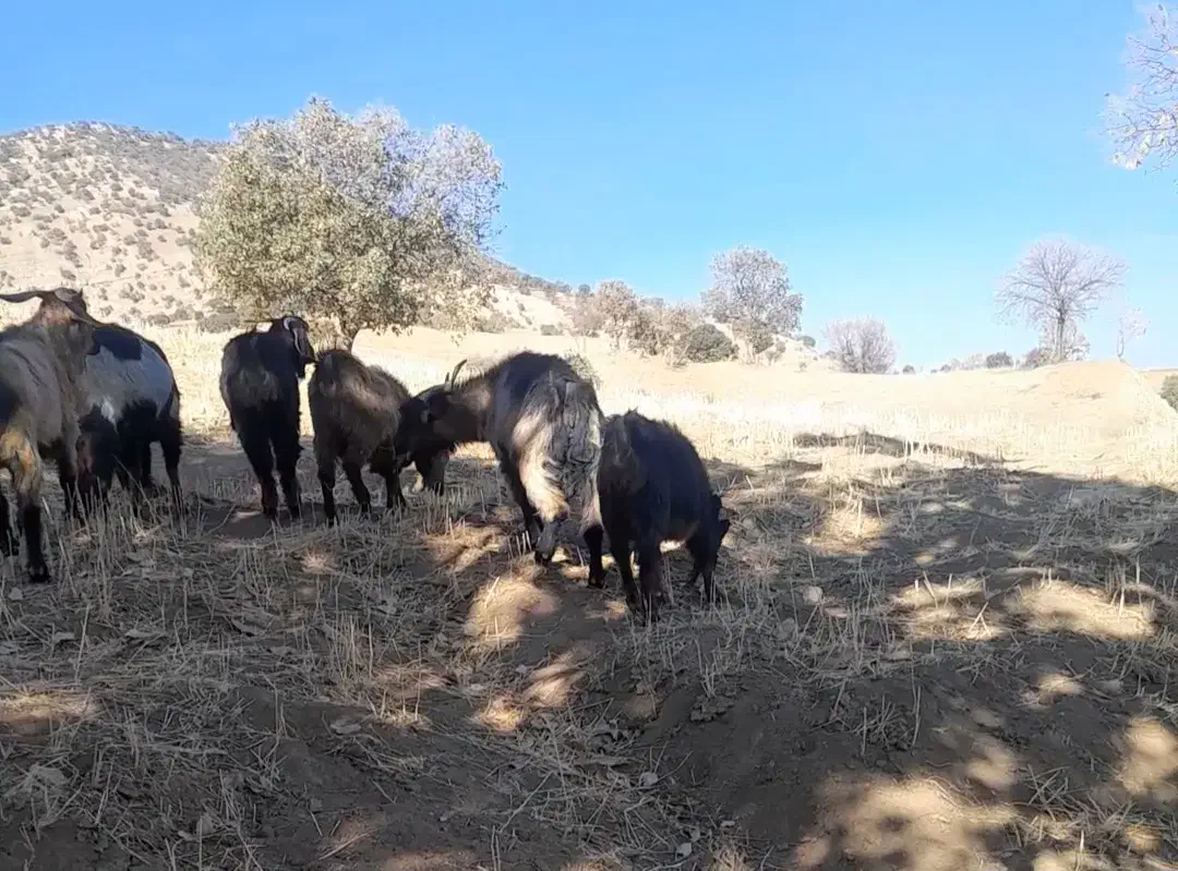 بز داشتی وکشتی|حیوانات مزرعه|شاهیوند, |دیوار