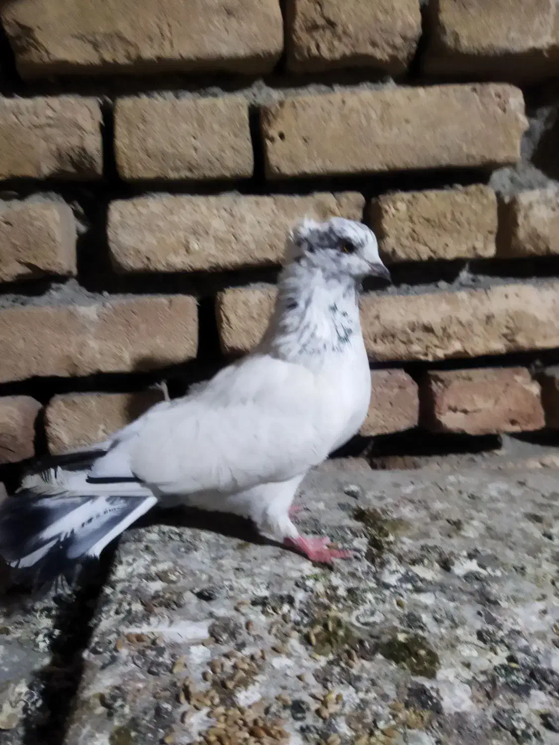 کبوتر نیمه چتری|پرنده|گمیشان, |دیوار