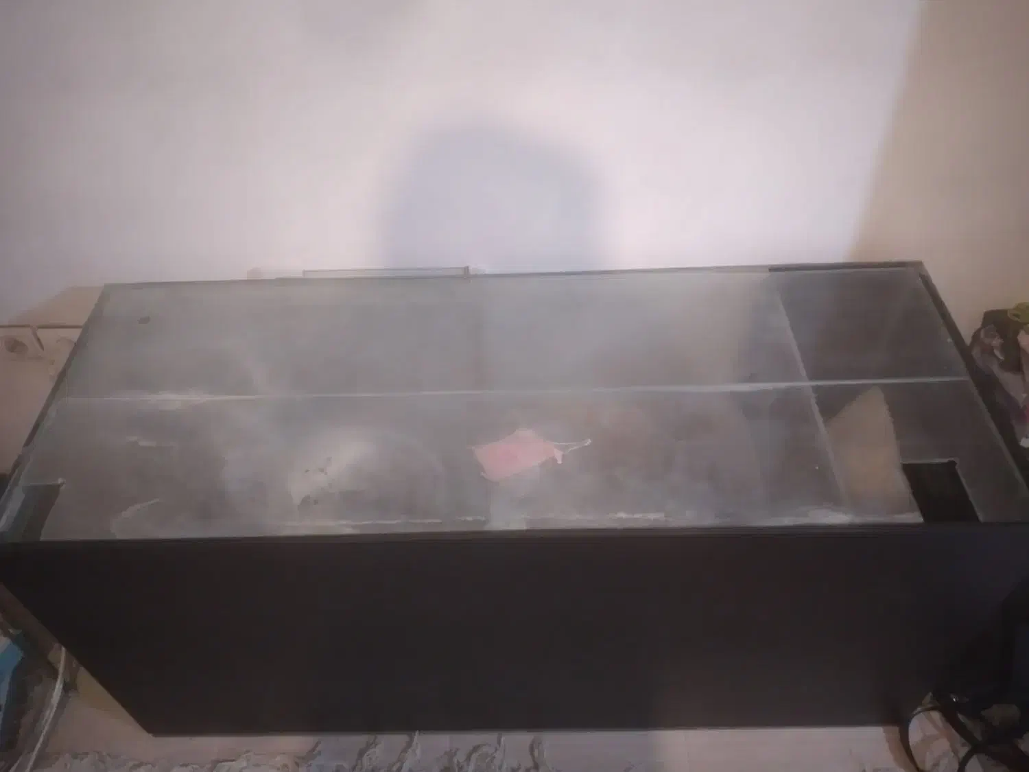 اکواریوم|ماهی|کرج, کمالشهر|دیوار