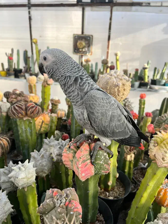 کاسکو|حیوانات|زنجان, |دیوار