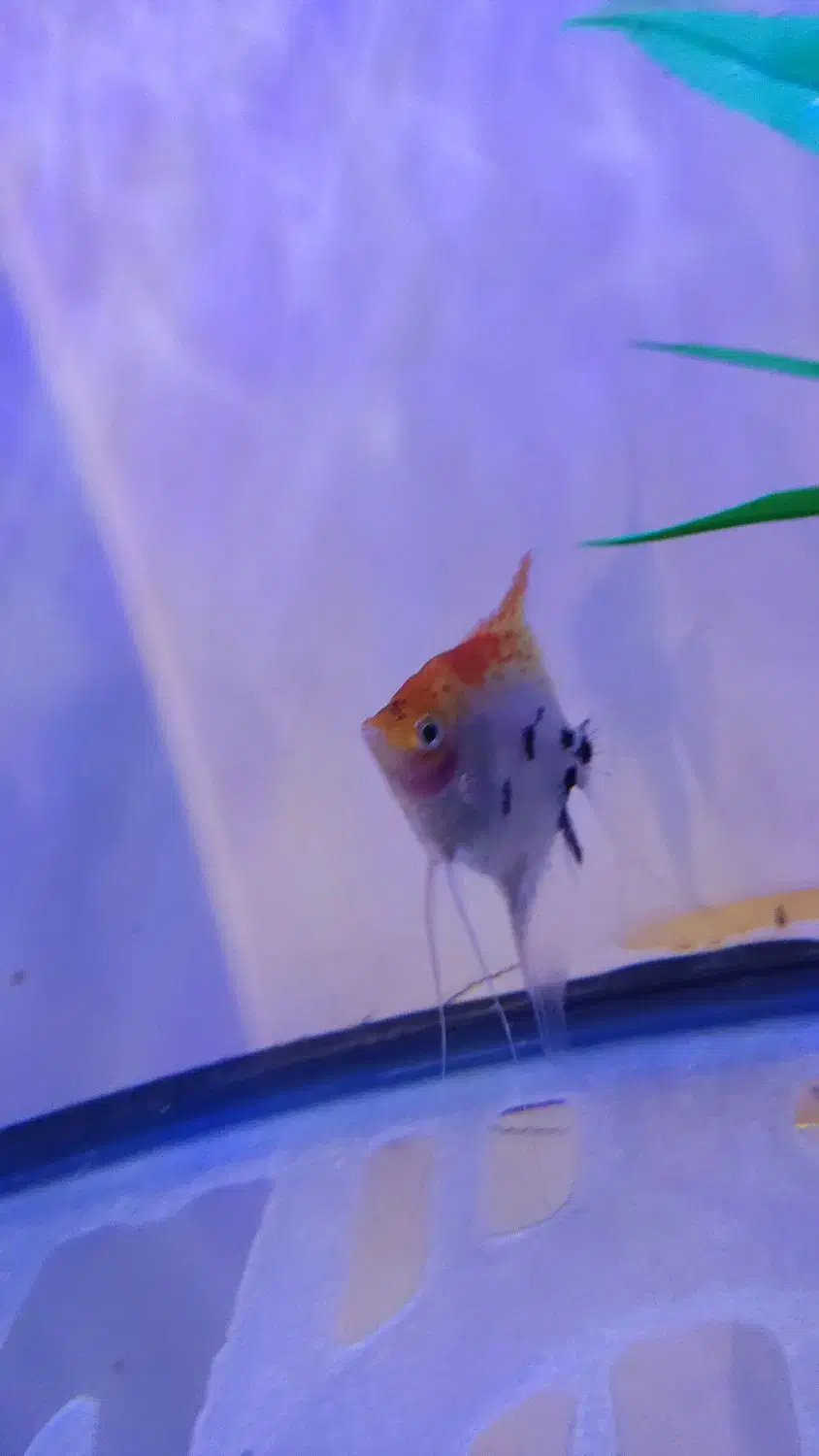 ماهی آنجل معاوضه با ماهی|ماهی|سلماس, |دیوار