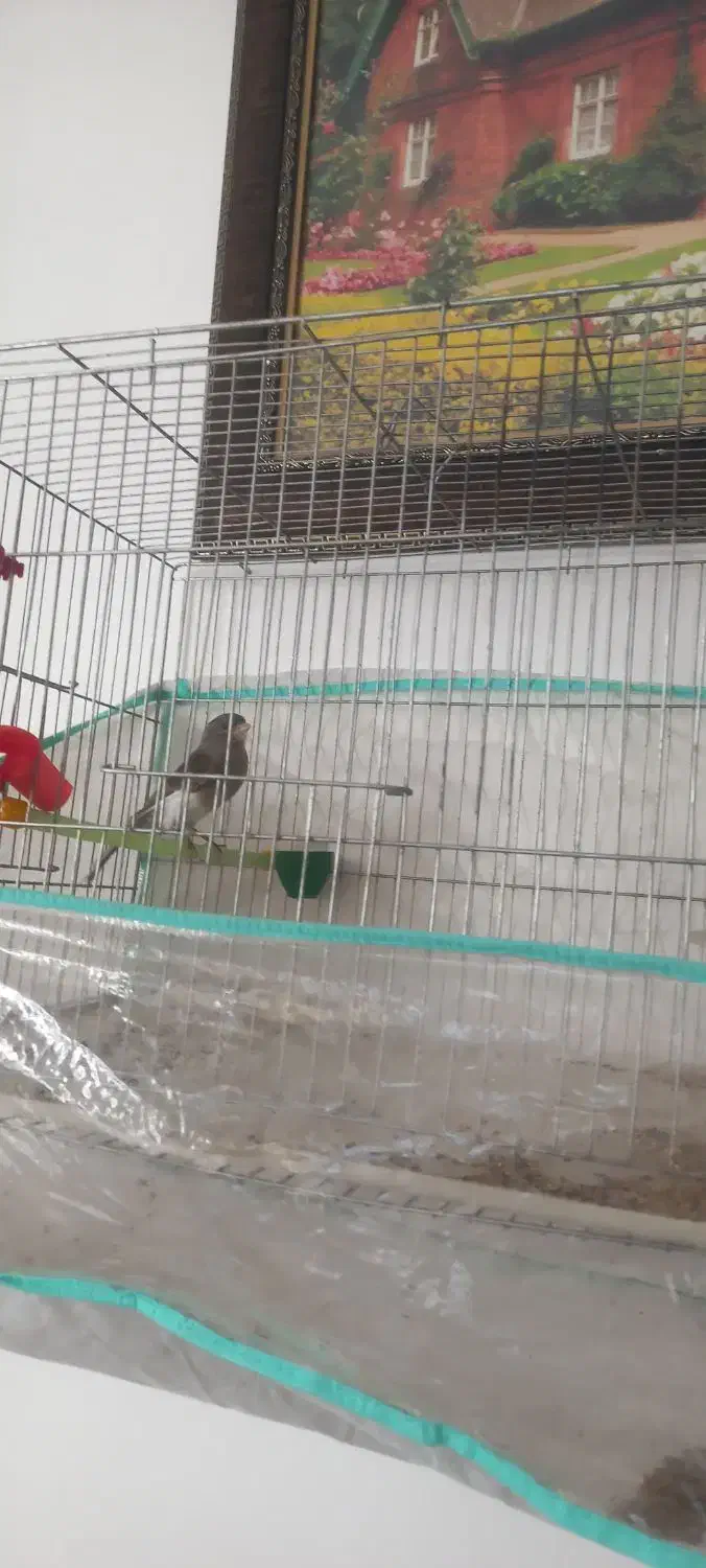 قناری کشیده بلند عالی و درجه یک|پرنده|یزد, |دیوار